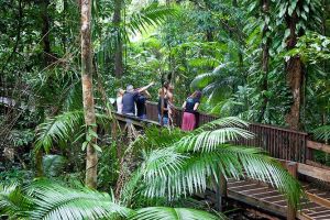 Full Day Daintree Rainforest and Mossman Gorge Tour - Accommodation Whitsundays